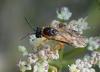 Athalia cordata
